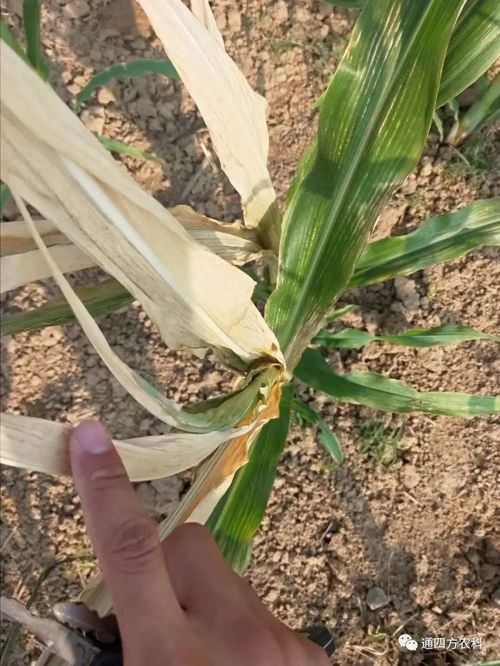 ���쵽��(l��i)��������ģʽ���_(k��i)������(du��)������ɶΣ��������A(y��)����